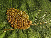 Pine cone on moss green silk
